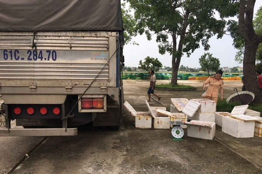 Thanh Hóa: Bắt giữ 250 kg thịt gà đang phân hủy trên đường vận chuyển ra Hà Nội tiêu thụ.