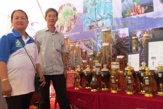 Mở rộng chỉ dẫn địa lý đối với sâm củ Ngọc Linh tại Quảng Nam và Kon Tum