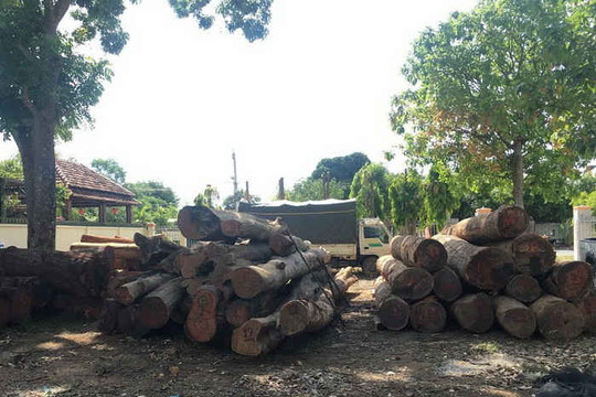 Đắk Nông: Kỷ luật nhiều cán bộ kiểm liên quan đến vụ trùm gỗ lậu Phượng “râu”
