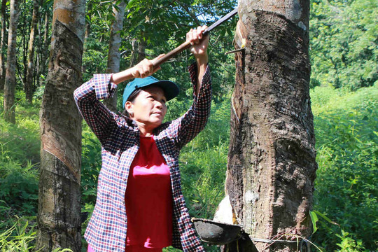 Thừa Thiên Huế: Dân “khổ” vì mủ cao su rớt giá