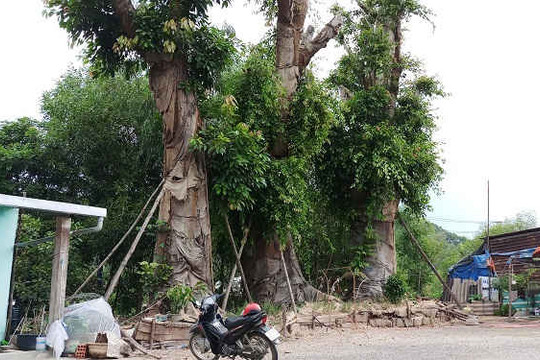 Vụ cây khủng ở Huế: Vẫn “án binh bất động”, cây mọc lá xum xuê