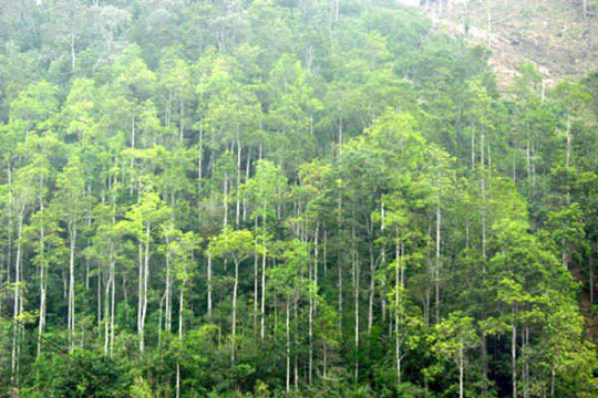 Khai thác rừng trồng toàn quốc tăng 4,8%