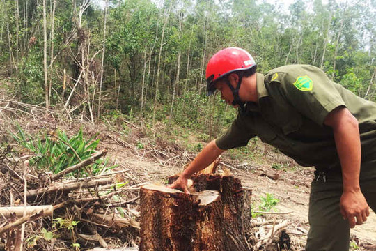 Ea Kar (Đắk Lắk): Bắt giữ 02 xe gỗ nghi khai thác từ rừng phòng hộ