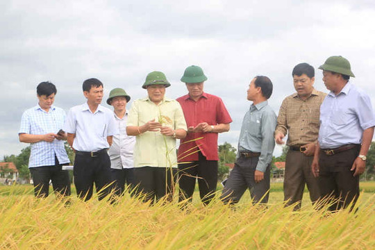 Quảng Trị: Đẩy nhanh tiến độ thu hoạch lúa vụ Hè Thu