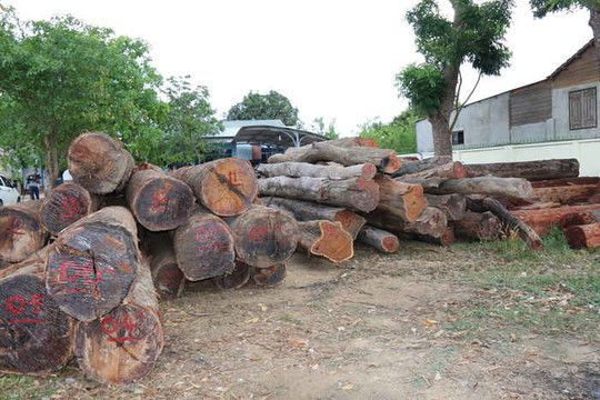 Khởi tố thêm một Hạt phó Hạt Kiểm lâm liên quan đến vụ trùm gỗ lậu Phượng “râu”
