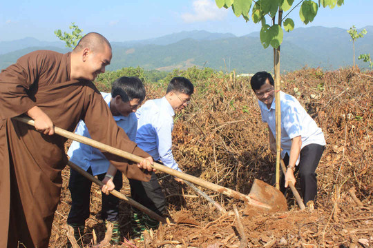 Điện Biên: Trồng trên 2.000 cây Ban tại đồi Độc lập