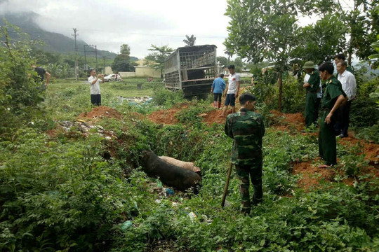 Quảng Ninh: Chủ động ngăn chặn dịch tả lợn Châu Phi