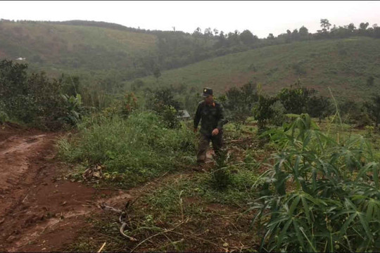 Đắk Nông: Phát hiện nhiều sai phạm tại dự án nông lâm nghiệp của Công ty Long Sơn
