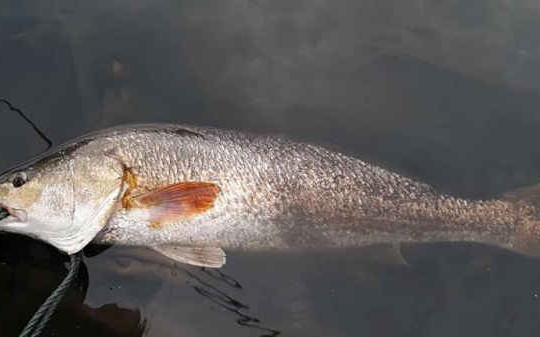 Quảng Bình: Ngư dân câu được cá 3kg nghi sủ vàng quý hiếm
