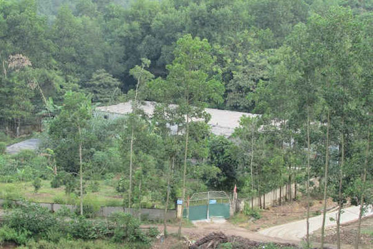 Hà Tĩnh: Trang trại nuôi lợn nằm trong khu dân cư