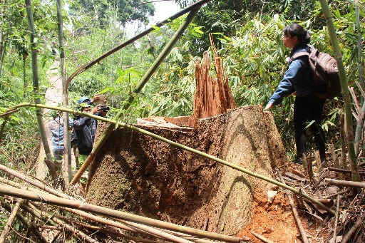 Quảng Nam: Để mất rừng, giám đốc rừng phòng hộ bị cách chức