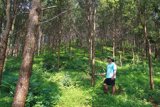 Yên Bái: Hiệu quả từ trồng rừng bền vững