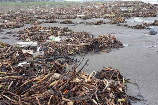 Nghệ An: Biển Diễn Thành tràn ngập rác