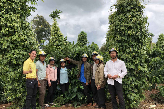 Đạm xanh Cà Mau bón hiệu quả trên cây cà phê tại Đắk Lắk
