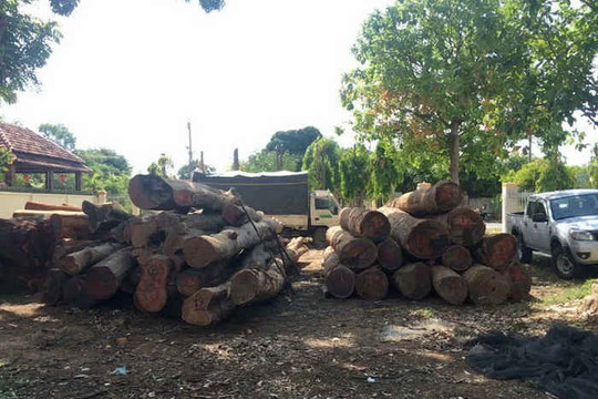 Đắk Nông: Bắt nguyên Đội trưởng Đội Kiểm lâm liên quan đến trùm gỗ lậu Phượng “râu”