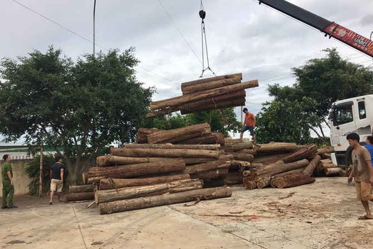 Đắk Lắk: Điều tra vụ lợi dụng tận thu gỗ để phá rừng phòng hộ tại Ea Kar