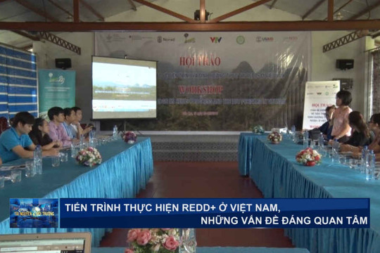 Tiến trình thực hiện REDD+ ở Việt Nam, những vấn đề đáng quan tâm