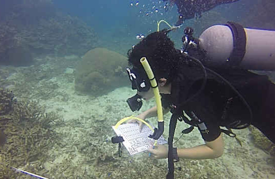Sáng kiến khảo sát rạn san hô ghi lại sự cố ô nhiễm biển
