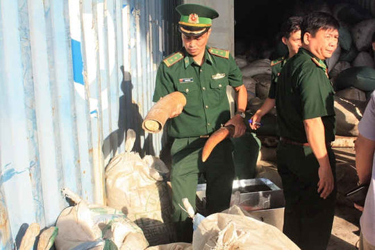 Phát hiện hơn 10 tấn ngà voi và vảy tê tê nhập lậu tại Cảng Tiên Sa