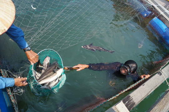 Cá nuôi lồng chết hàng loạt ở Quảng Ngãi: Do thay đổi môi trường nước