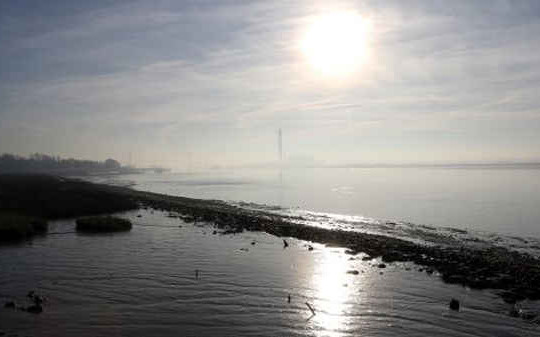 Hơn một phần tư cá ở sông Thames ăn phải nhựa
