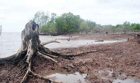Hằng năm tỉnh Cà Mau mất khoảng 400 - 500ha rừng phòng hộ do sạt lở