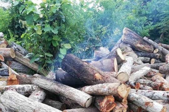 Đắk Lắk: Lâm tặc tưới xăng đốt gỗ tang vật, một kiểm lâm viên bị bỏng