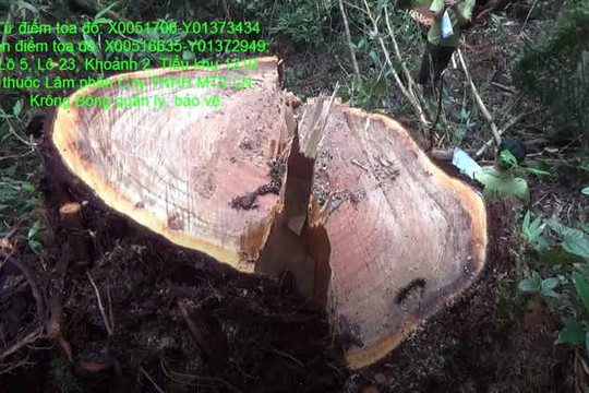 48 cây Pơ mu lớn tại huyện Krông Bông Đắk Lắk bị đốn hạ