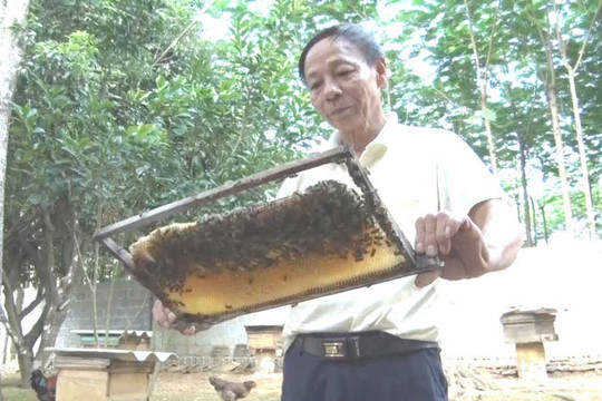 Nuôi ong làm giàu từ rừng nguyên sinh Cúc Phương