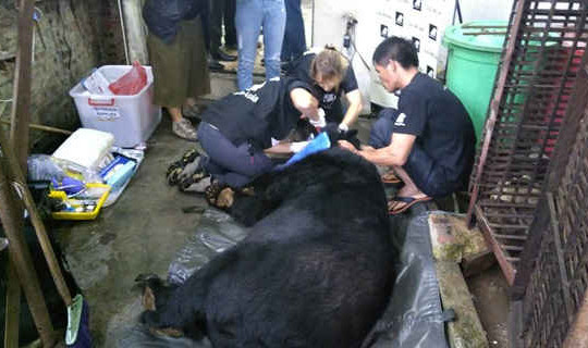 Animals Asia cứu hộ cá thể gấu ngựa thứ 200 tại Cao Bằng