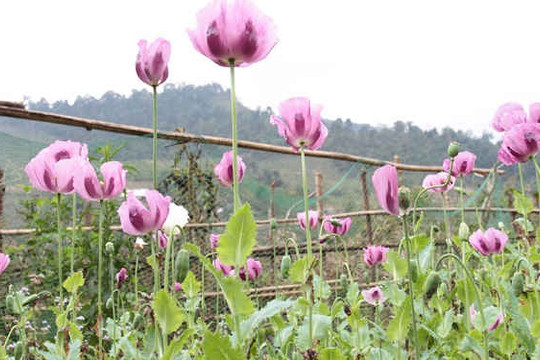 Yên Bái: Triệt phá gần 1.400 m2 đất trồng cây thuốc phiện