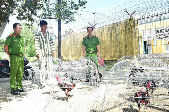 Thừa Thiên - Huế: Bắt hơn 50 đối tượng tham gia sới bạc đá gà “khủng”