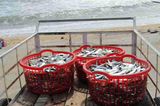 Phú Yên: Làng thúng bên bờ biển xã Xuân Hải vào mùa cá trích