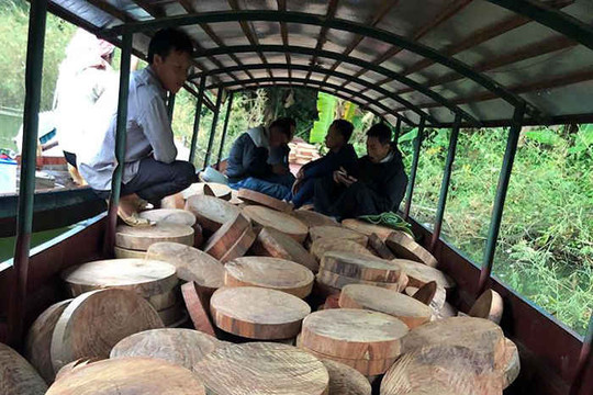 Điện Biên: Bắt giữ đối tượng vận chuyển 830 lóng gỗ nghiến dạng thớt