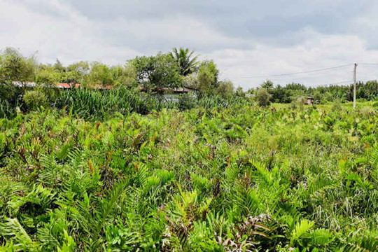 Khuất tất thoái vốn để hợp thức hóa 156 ha đất công tại Nông trường Dừa