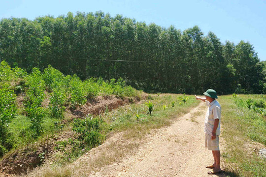 Thừa Thiên Huế: Đất rừng sản xuất được nhà nước cấp bỗng bị lấn chiếm?