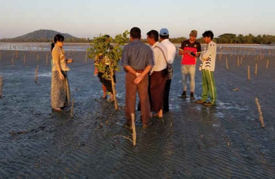 Myanmar nỗ lực khôi phục khu vực rừng ngập mặn suy thoái