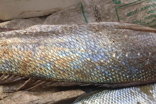 Quảng Trị: Ngư dân bắt được cá 12 kg nghi cá sủ vàng quý hiếm