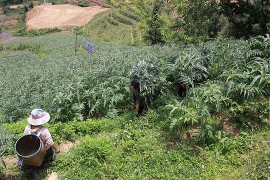 Lào Cai: Giải bài toán khó cho tích tụ ruộng đất