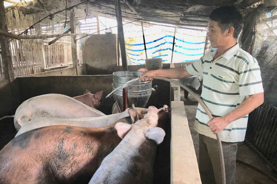 Điện Biên: Xử lý ô nhiễm môi trường trong chăn nuôi – còn nhiều trăn trở