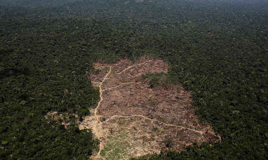Rừng Amazon đang bị phá hủy với tốc độ chưa từng thấy trong thập kỷ qua