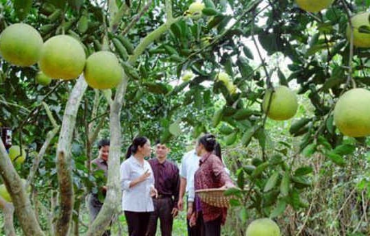 Hà Nội: Phát triển các vùng cây ăn quả sản xuất ứng dụng công nghệ cao