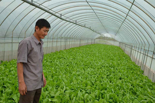 Tại sao 3.534 ha rau an toàn của Hà Nội bị quá hạn giấy chứng nhận?