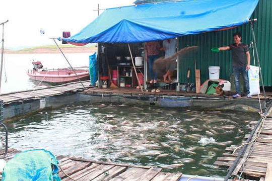 Yên Bái ngăn chặn tình trạng vi phạm nuôi cá lồng trái phép trên Hồ Thác Bà