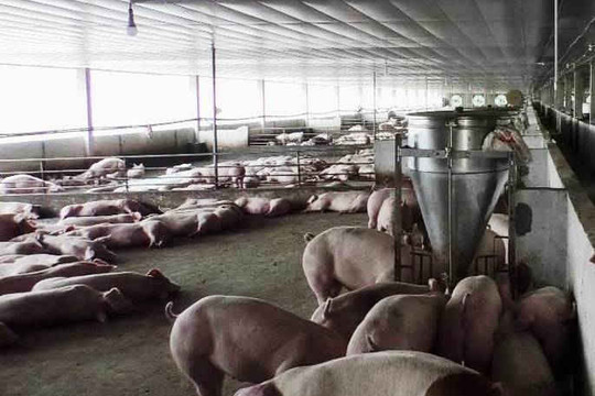 Quảng Nam: Kiên quyết xử lý nghiêm cơ sở chăn nuôi lợn gây ô nhiễm môi trường