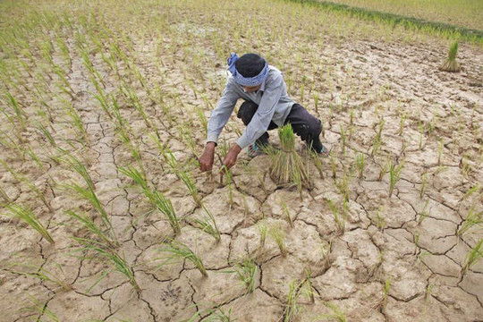 “Giảm sốc” cho nông nghiệp trước biến đổi khí hậu