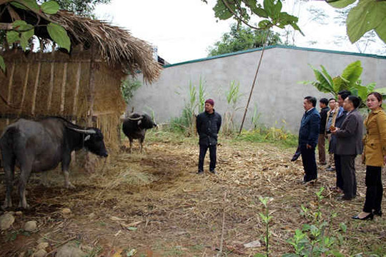 Lào Cai: Kiểm tra công tác phòng chống đói rét cho đàn gia súc