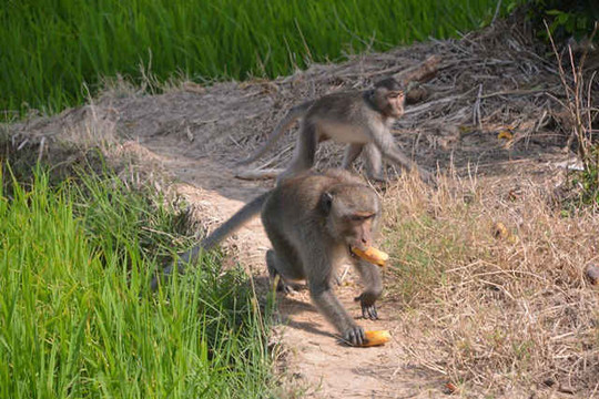 Sóc Trăng: Bầy khỉ hoang đại náo làng quê
