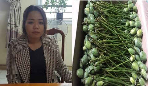 Hà Tĩnh: Nữ 9X tàng trữ 12kg quả thuốc phiện tươi bị bắt giữ