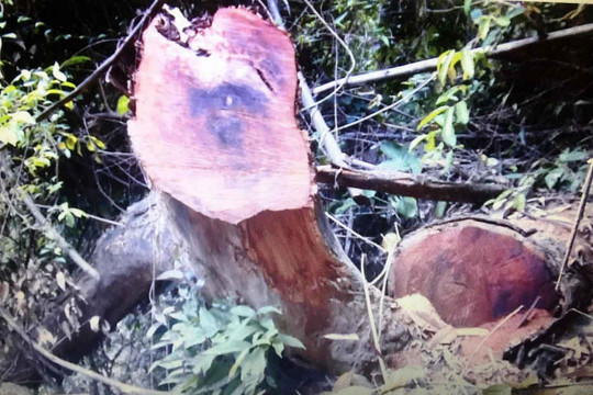 Quảng Nam: Siết chặt truy xuất nguồn gốc tại các cơ sở chế biến gỗ